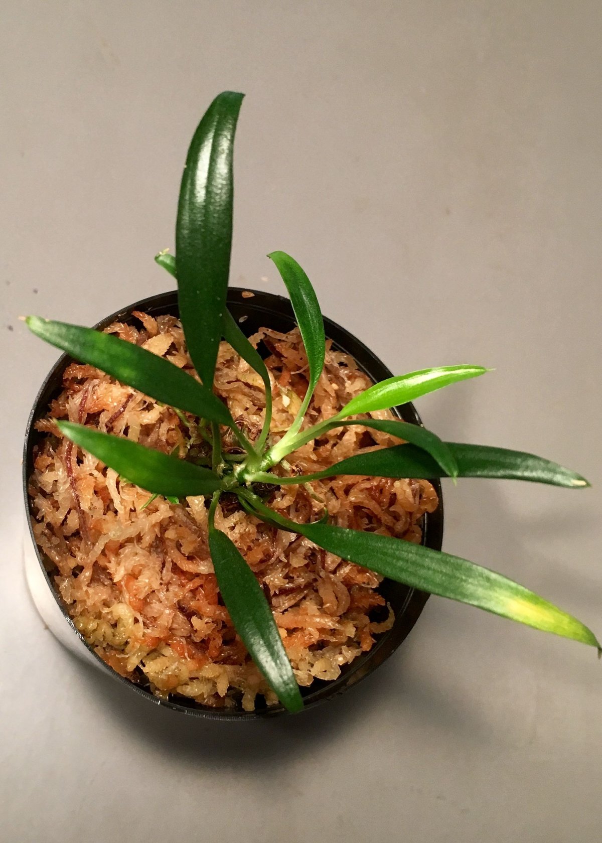 Homalomena sp. from Limbang [TB] | M・R・G・R