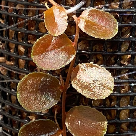 Marcgravia sp. "Dark type" from Tarapoto Peru alt1,000m