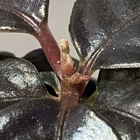 Ardisia sp. "Kayulapis" Kalimantan barat [TB]