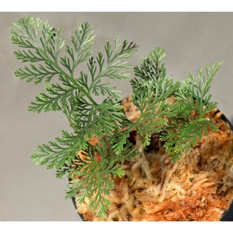 Davallia sp. from Sarawak ①