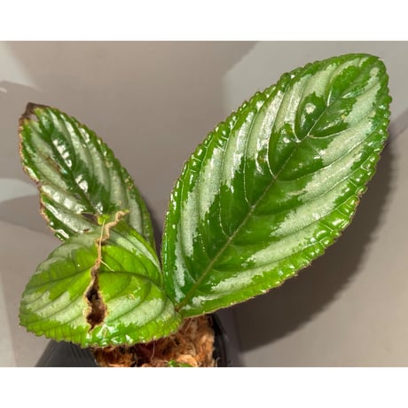 Acranthera sp. from Sekadau