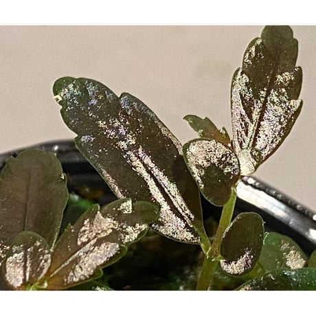 Pilea imparifolia from Iquitos Peru [tanakay]