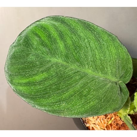 Homalomena sp. from Aceh Sumatera