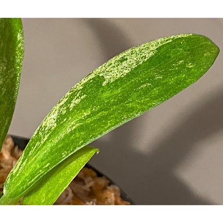 Schismatoglottis sp. "初霜錦" from Murung raya [LA0515-05]