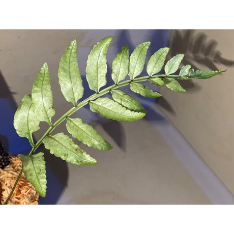 Unknown from Iquitos Peru [tanakay]
