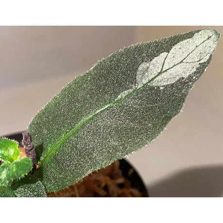 Gymnostachyum sp. from Tigalingga [HW0219-02]