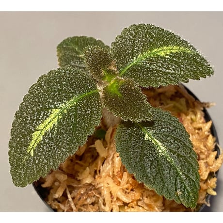 Episcia sp. from Basco Ecuador