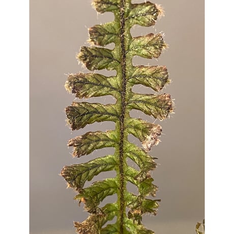 Trichomanes sp. from Iquitos Peru [tanakay]