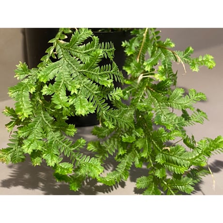 Selaginella sp. from Iquitos Peru [tanakay]