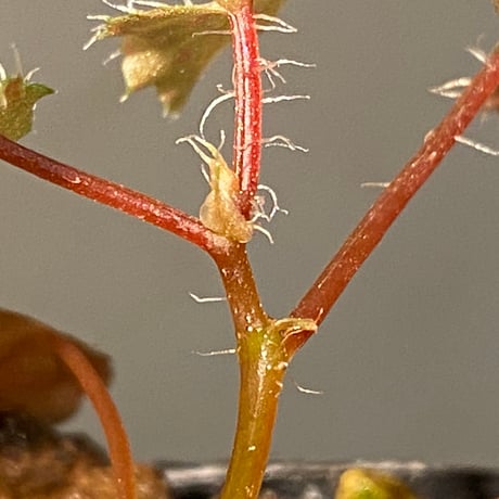 Begonia sp. from Muara Wahau [TB]