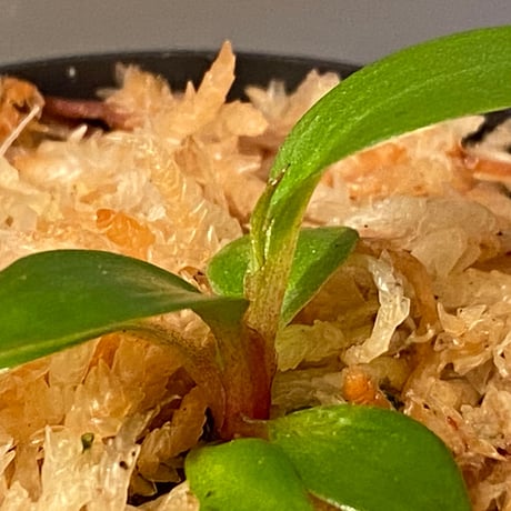 Philodendron sp. "Red Congo Compacta" ②