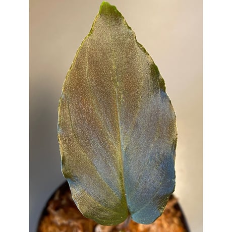 Homalomena sp. "Deep Purple" JKT from Pulau Nias [AZ0215-1]