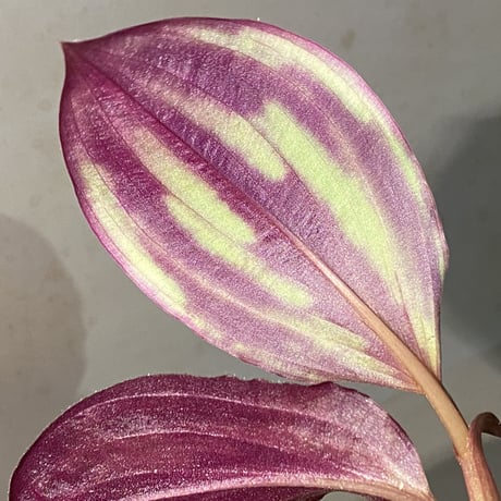 Spatholirion sp. from Guangxi