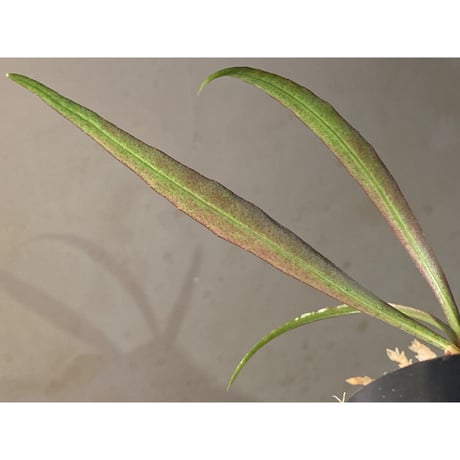 Ardisia sp. from Kapuas Hulu Kalimantan barat