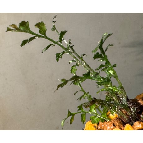 Bolbitis heteroclita cuspidata