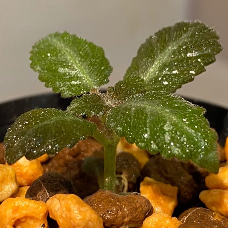 Nautilocalyx sp. 伊藤蟻植物農園