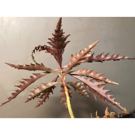 Labisia sp. from Jambi Sumatera