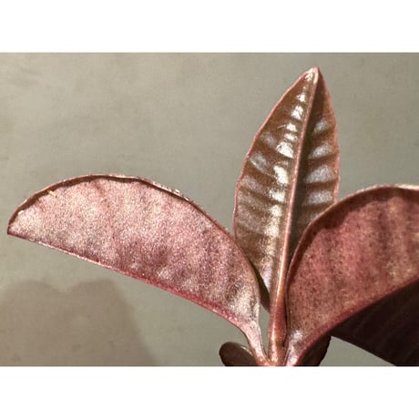 Labisia sp. from Landak West Kalimantan