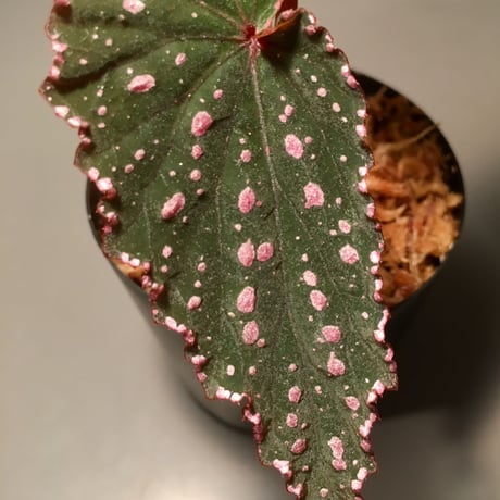 Begonia gracilicyma from Sumatera Barat [TB]