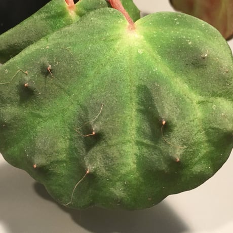 Begonia nahangensis from Na Hang [YH1117] TKタグ付き