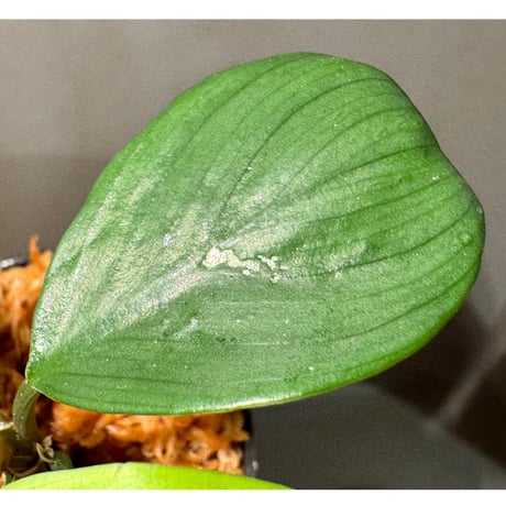 Homalomena sp. "Aceh selatan2" Sumatra [TB]