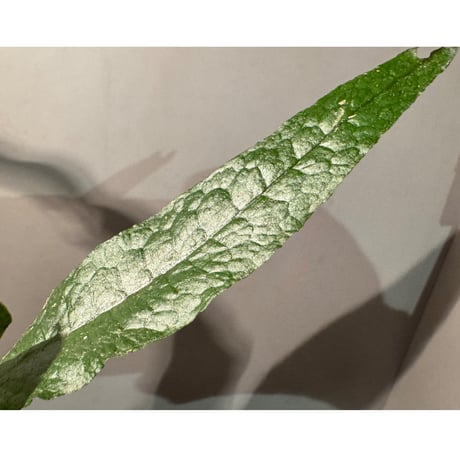 Microsorum sp. from Paracatu Minas Gerais