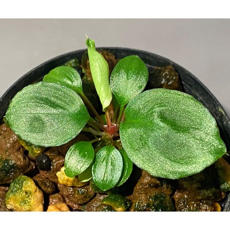 Homalomena sp. from Tambunan [TK200217]
