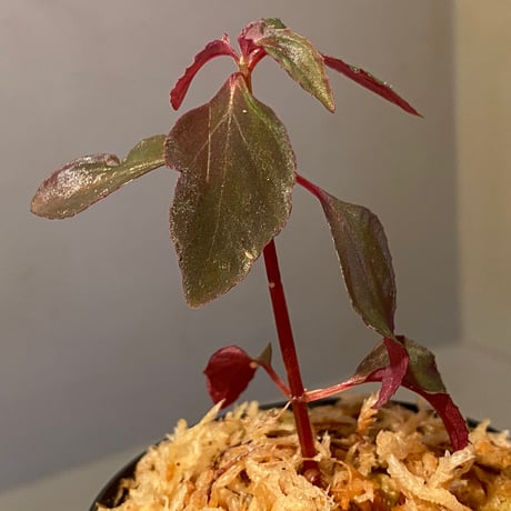 Melastoma sp. from Sibolga