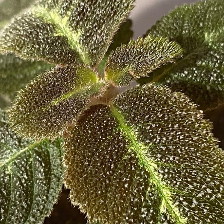 Episcia sp. from Basco Ecuador