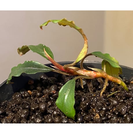 Bucephalandra sp. "Pakak 1" [MF0417-3A]