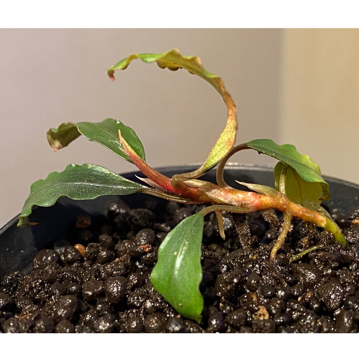 Bucephalandra sp. Bucephalandra sp.
