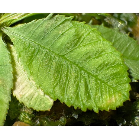 Sauvagesia serrata from Riau sumatera [LA1117-03]