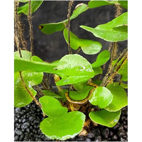 Adiantum reniforme
