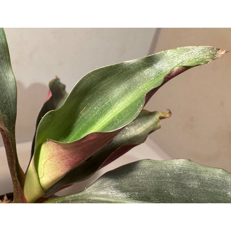 Dracaena sp. from Landak West Kalimantan