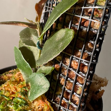 Marcgravia sp. "Azreal"