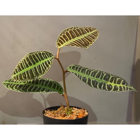 (大株) Emblemantha urnulata (Labisia sp.) from Riau sumatera [LA0815-01]