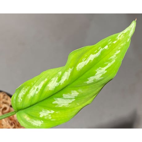 Homalomena sp. from Riau sumatera [LA1119-02]