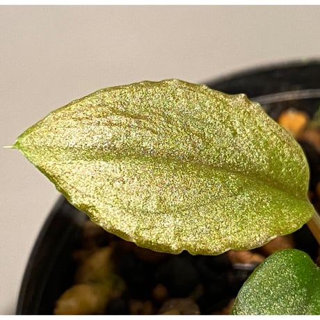Homalomena sp. from Solok sumatera [LA0315-2]