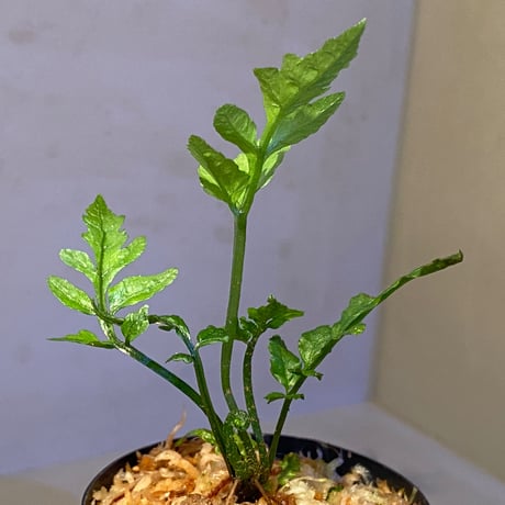 Bolbitis sp. from Siberut [LA]