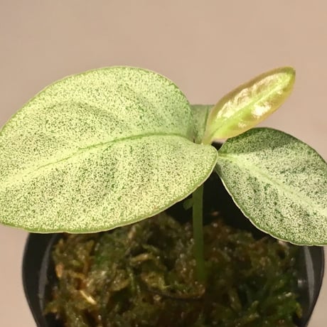 Ardisia sp. from Matang [TK160716]