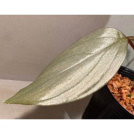 Homalomena sp. "Light Blue Silver" from Kepulauan Riau
