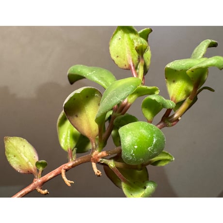 Codonanthe uleana from Moyobamba San Martin Peru