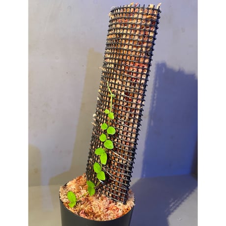 Ficus sp. from Trat Thailand