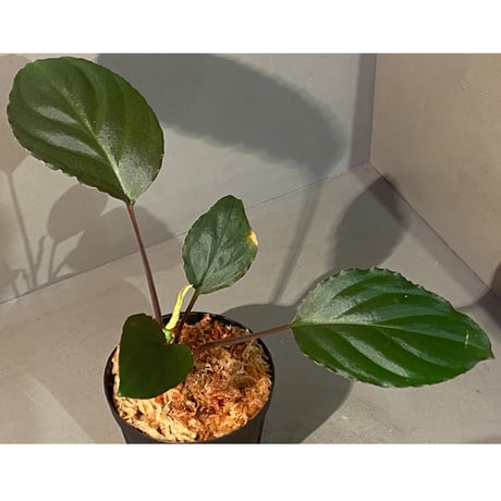 Homalomena sp. 'Rec1-08' K0718-f1 [KZT]