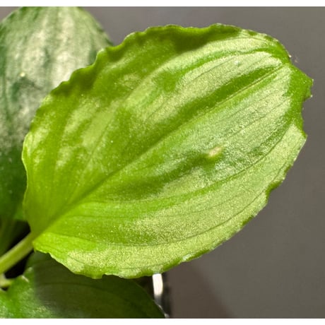 Homalomena sp. "Kayu Lapis" White Kal-barat [TB]