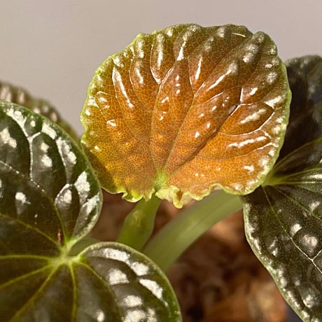 Peperomia sp. from Ecuador