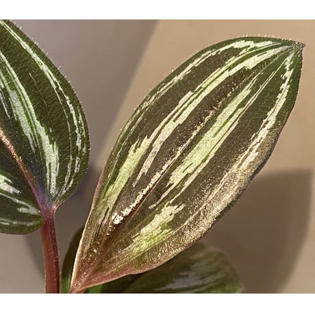 Spatholirion sp. from Guangxi