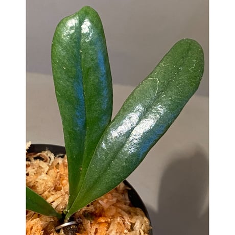 Microsorium steerei
