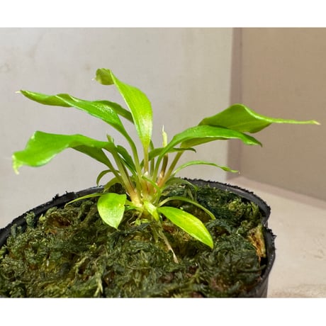 (3芽) Homalomena cf. hasei from Aceh sumatera [LA1118-03]