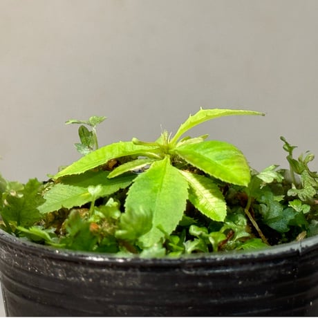 Sauvagesia serrata from Riau sumatera [LA1117-03]